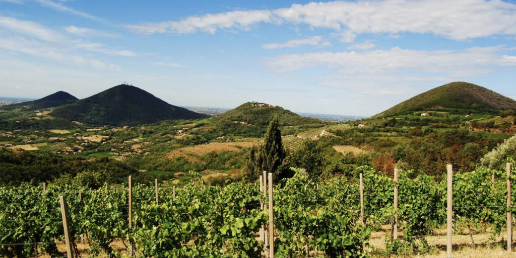 Le Cantine Venete: i Vini Euganei