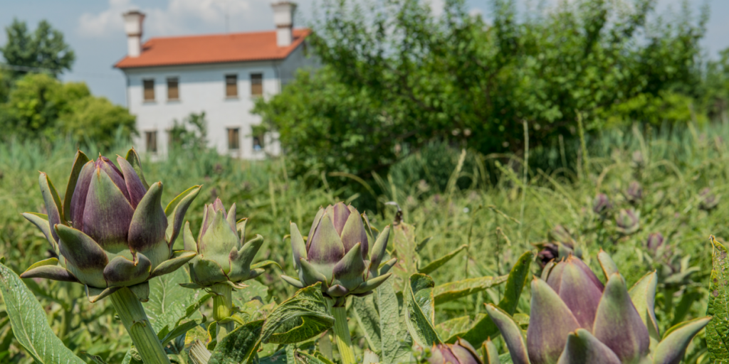 The Artichokes of Sant’Erasmo
