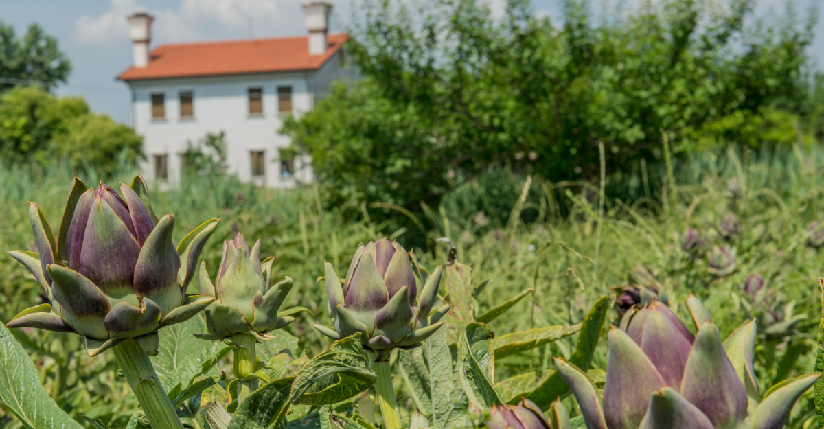 The Artichokes of Sant’Erasmo