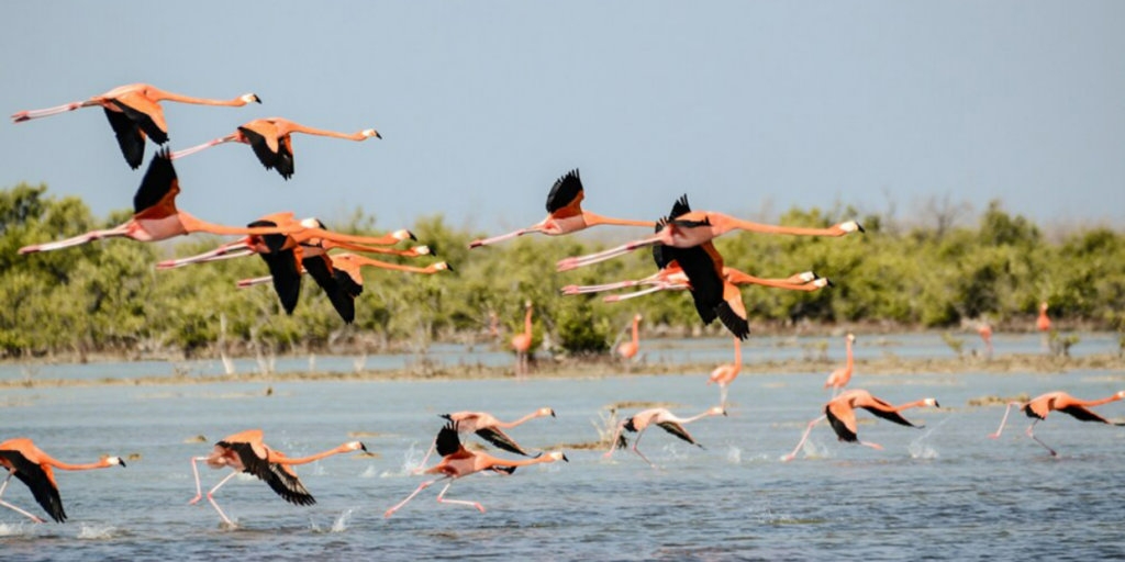 Venice Wildlife: A Guide for Visitors