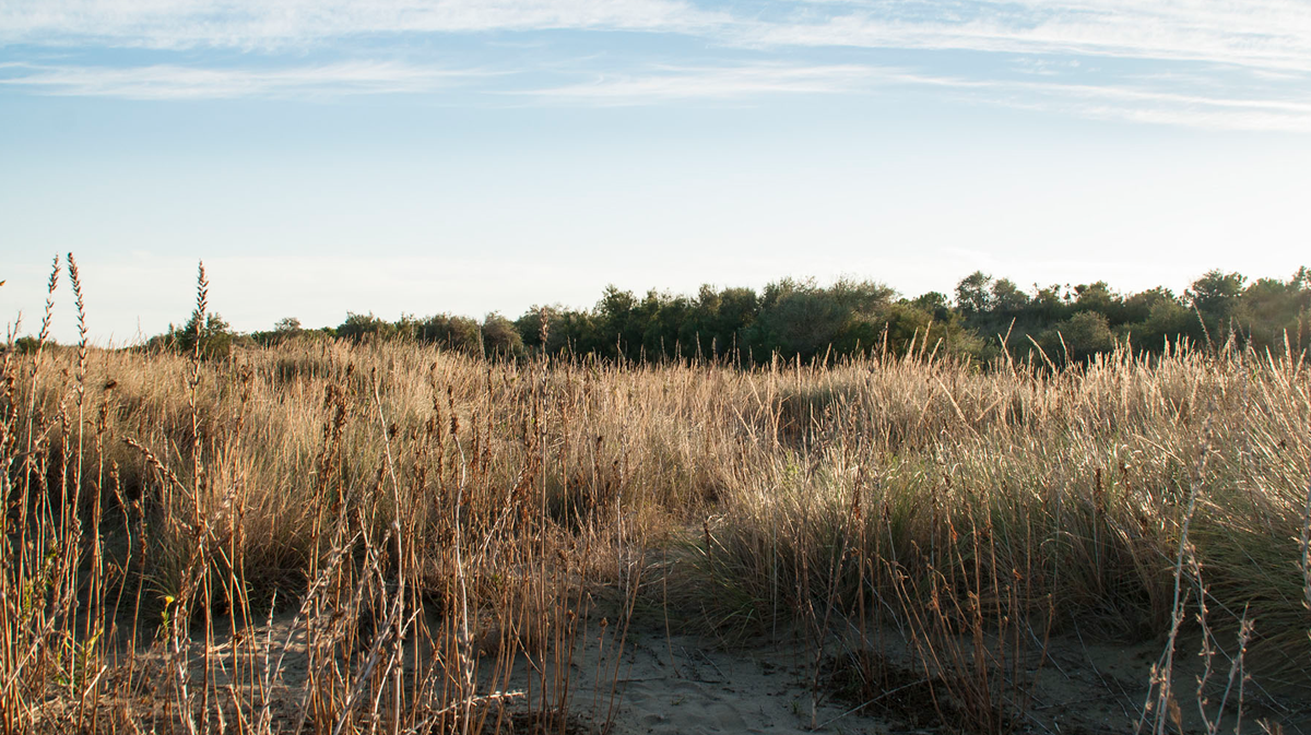 Dune degli Alberoni