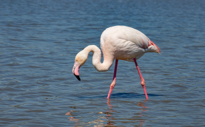 Bird-Watching in the Venetian Lagoon