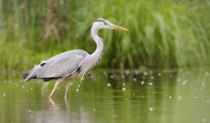 Bird-Watching in the Venetian Lagoon
