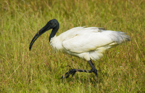 ibis