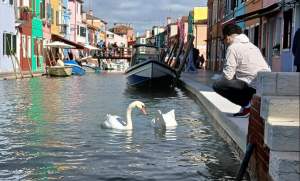 Swans in the Venetian Lagoon