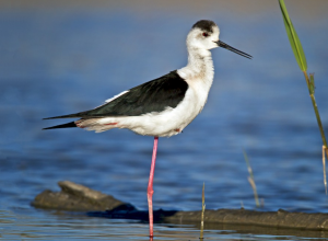 Bird-Watching in the Venetian Lagoon