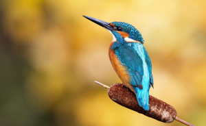 common kingfisher