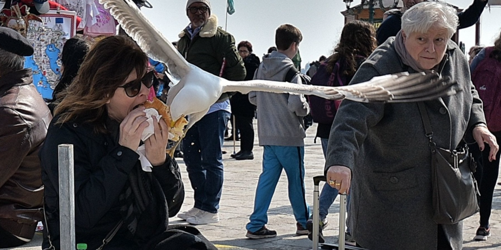 Seagulls of Venice
