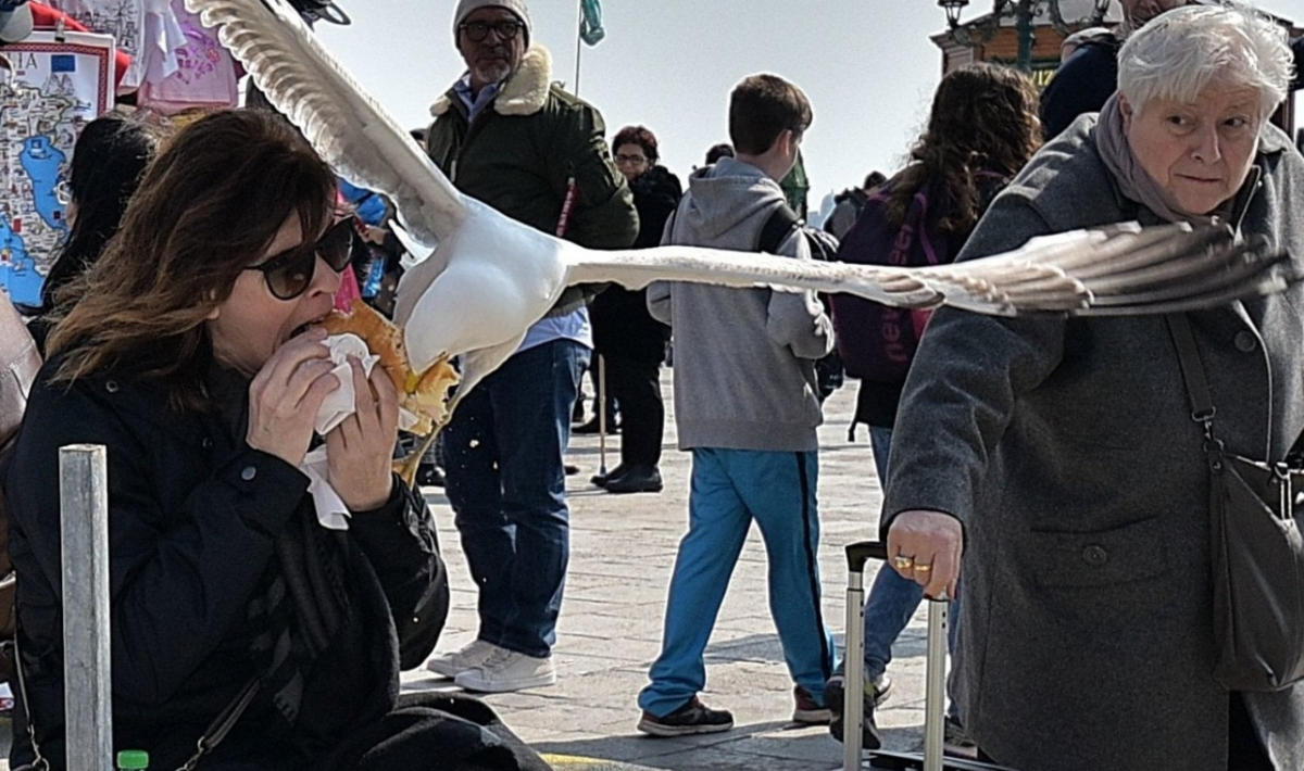 Seagulls of Venice