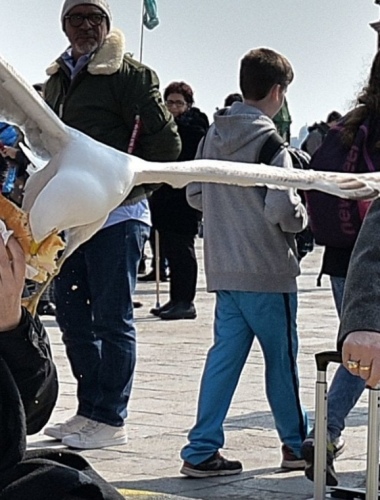 Seagulls of Venice